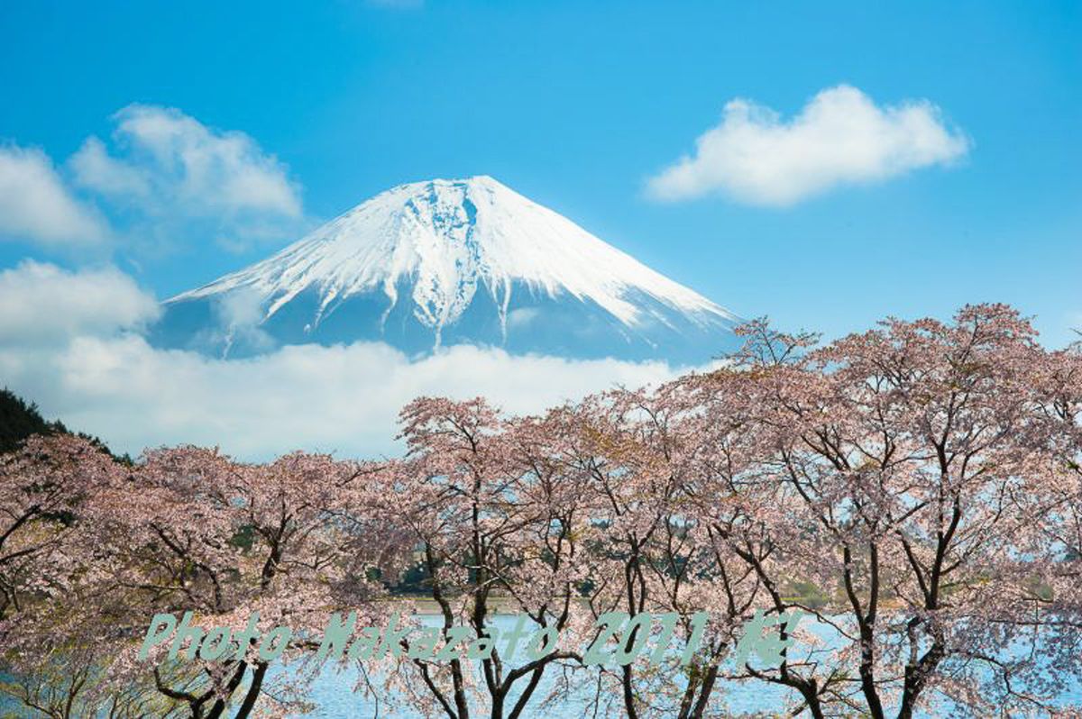 田貫湖の桜